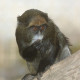 Monkey Park Monkey Park