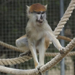 Monkey Park