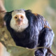 Monkey Park Monkey Park