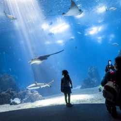 Oceanario de Lisboa
