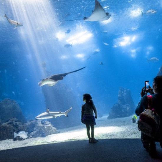 Oceanario de Lisboa Oceanario de Lisboa
