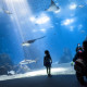Oceanario de Lisboa Oceanario de Lisboa