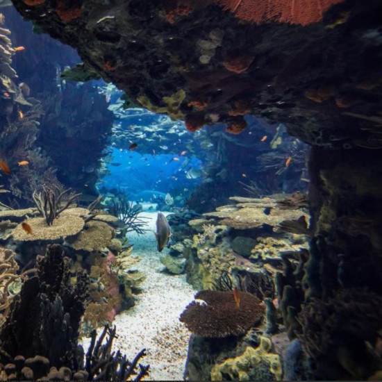 Oceanario de Lisboa Oceanario de Lisboa
