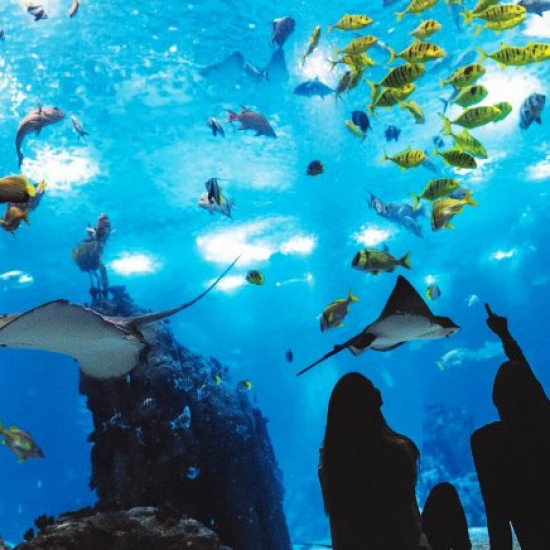 Oceanario de Lisboa Oceanario de Lisboa