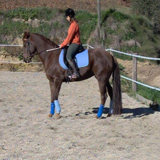 Paseo a caballo inolvidable en Tenerife. Paseo a caballo inolvidable en Tenerife.