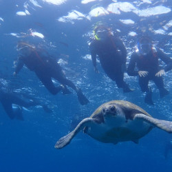 Kayak con snorkelling.
